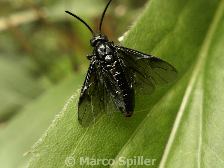 Imenottero ?....Argidae ?